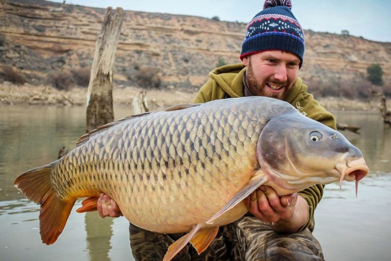 Carp on the river Ebro