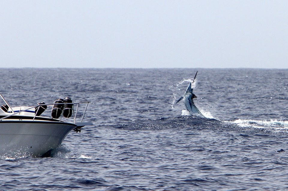 best blue marlin fishing