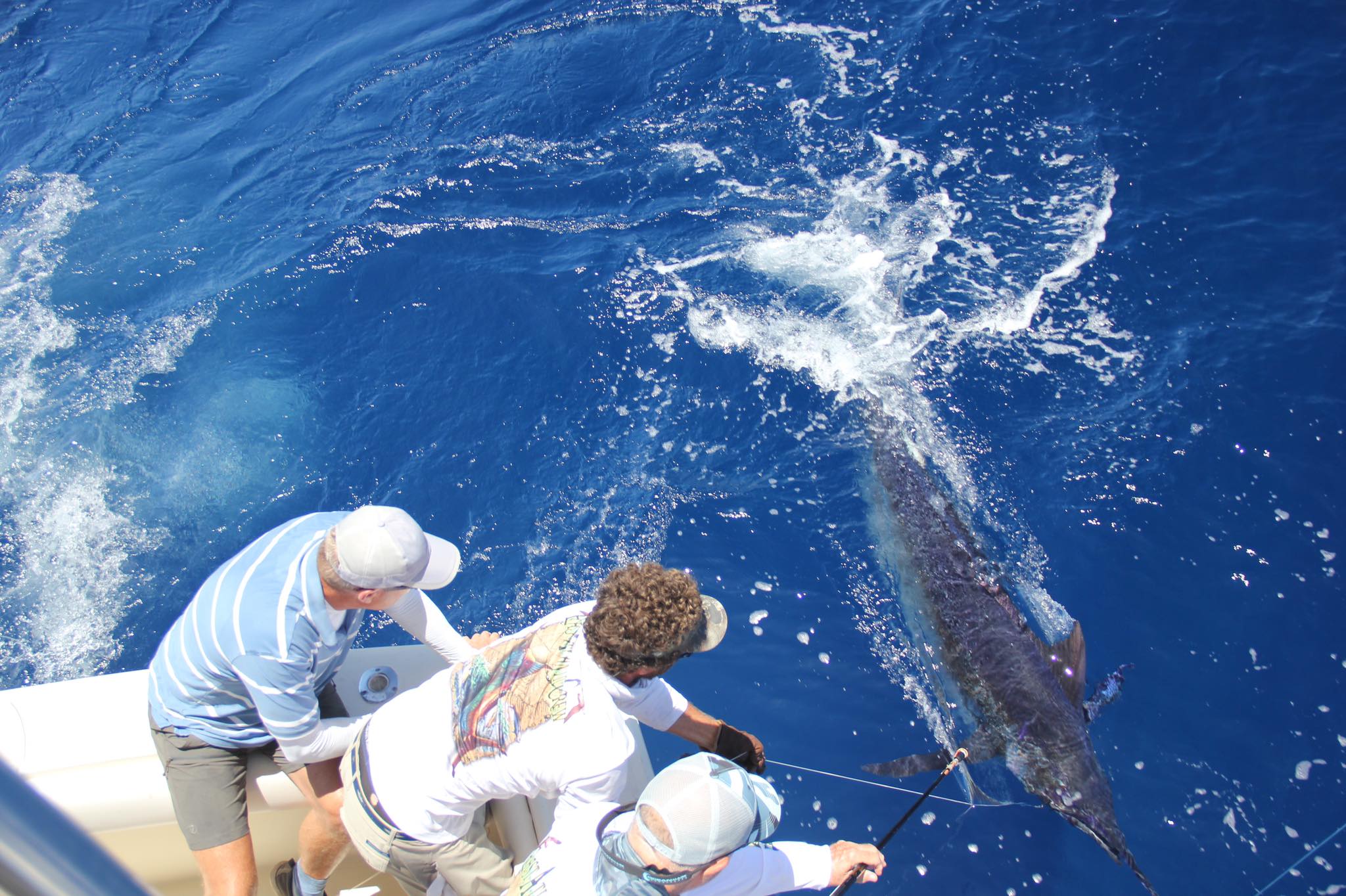 best blue marlin fishing