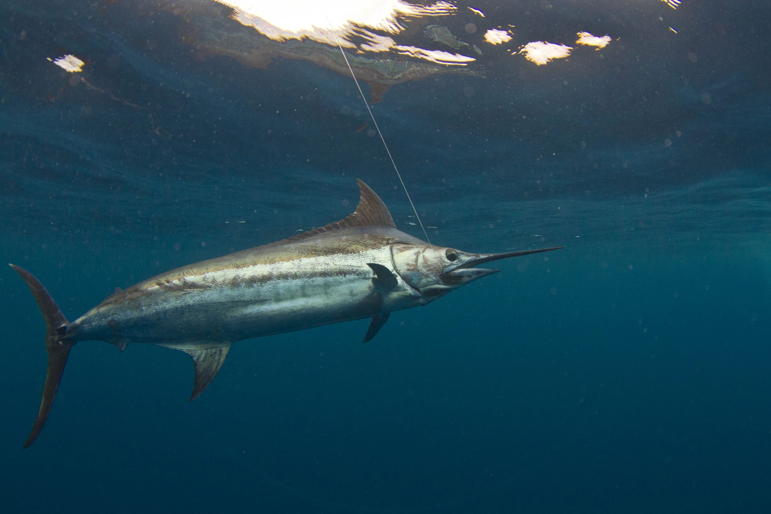 best blue marlin fishing