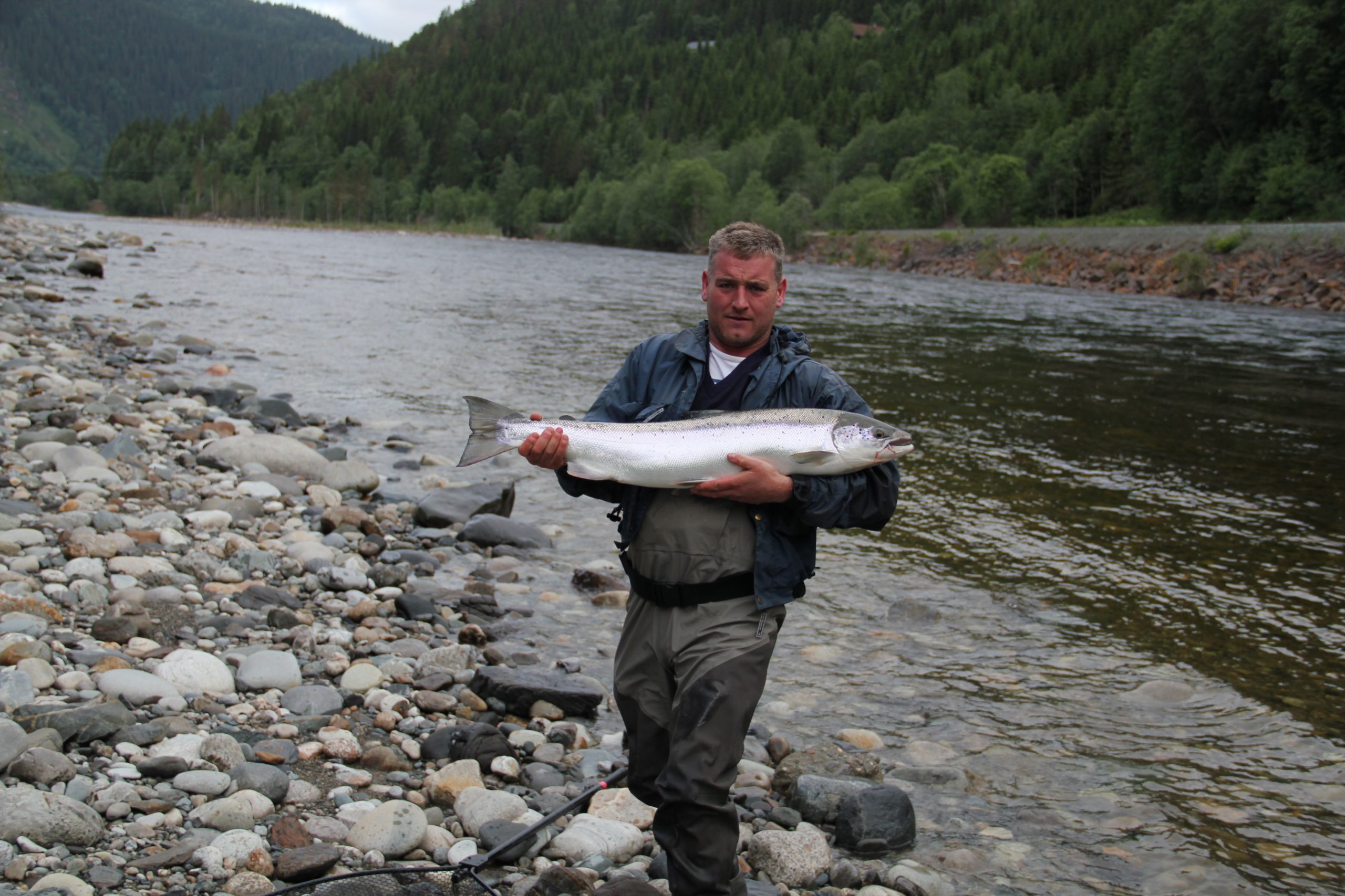 big and healthy salmon