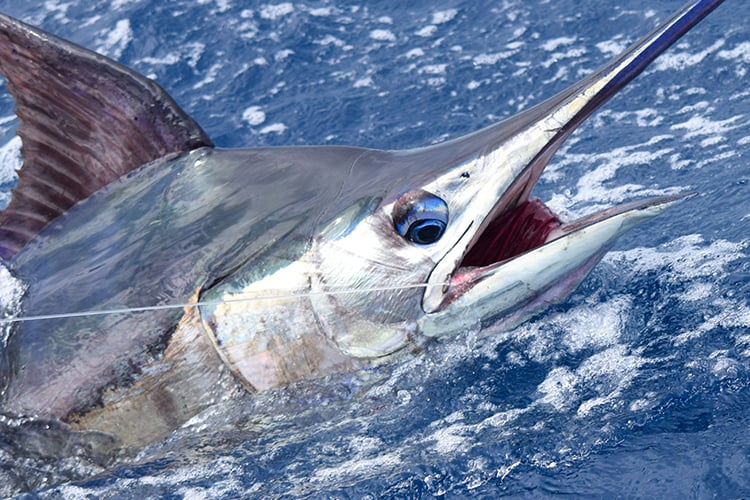 marlin fish travel