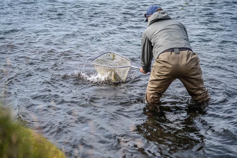 guide netting a fresh fish while fishing at west ranga river lodge