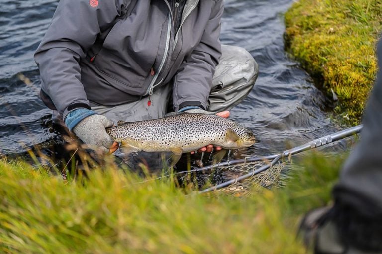 a small atlantic salmon being returned to fight another day