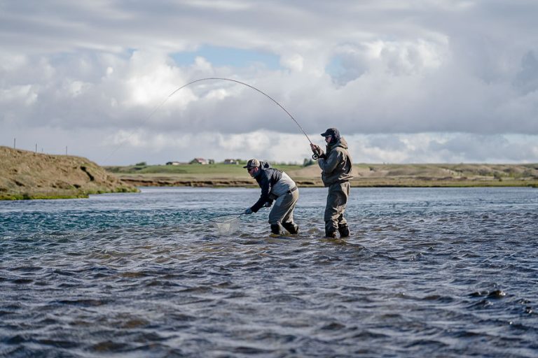 fresh atlantic salmon coming to the net on the west ranga river