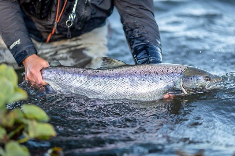 close up of a nice large atlantic salmon being returned to the west ranga river