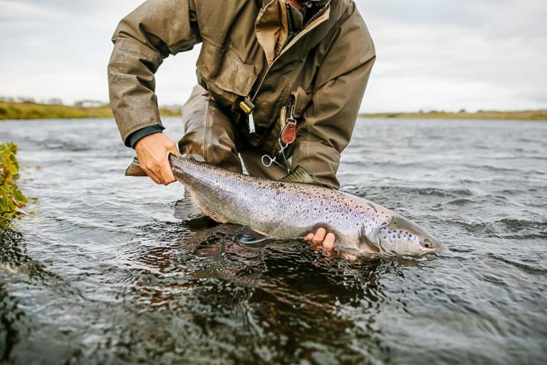 a fresh atlantic salmon being returned caught at the west ranga lodge