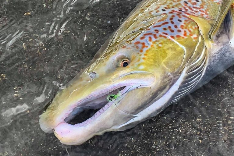 head shot of a monster cock salmon from the west ranga river