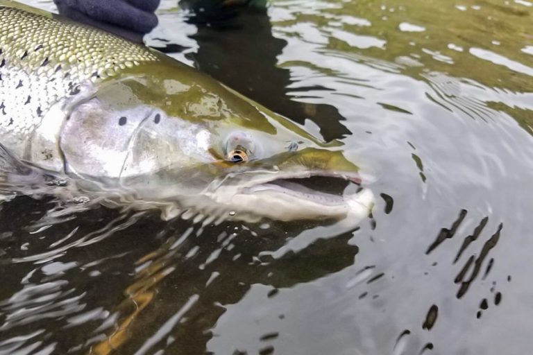 A head shot of a nice hen atlantic salmon from west ranga lodge