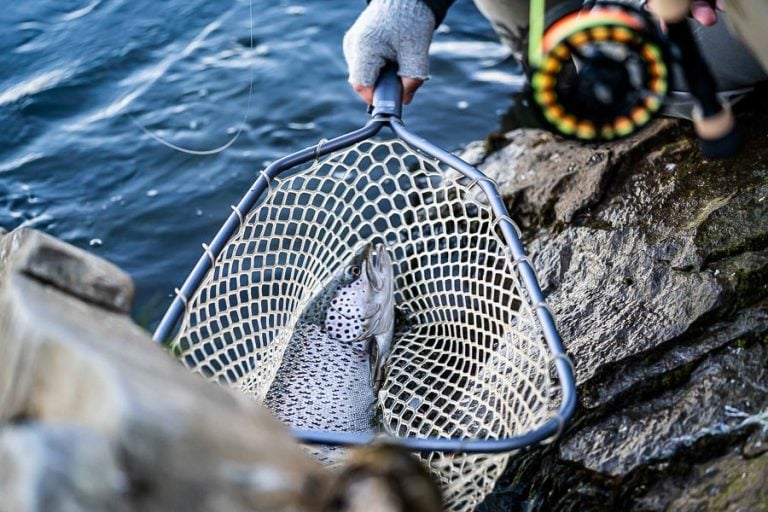 close up picture of fresh caught salmon in the landing net in Iceland