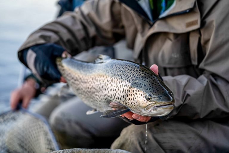 a small salmon caught at west ranga lodge