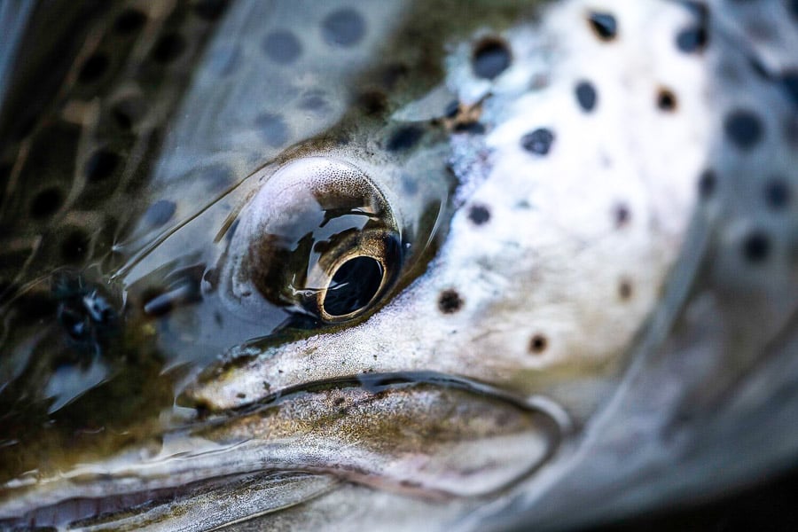 a close up of an atalantic salmons eye and spots on its head