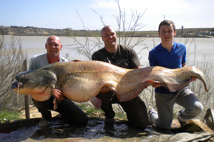 Wels catfish river ebro