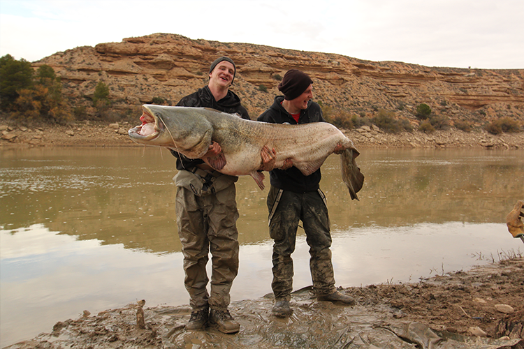 Biggest wels catfish