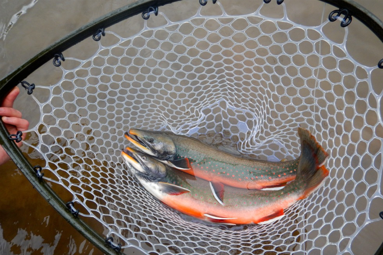 arctic char flies