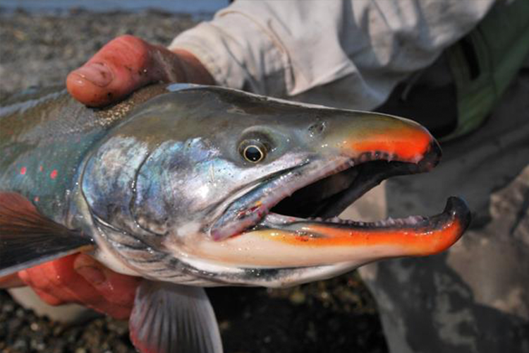 arctic char flies