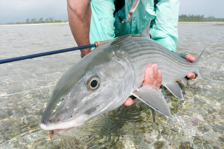 Bonefish Fly fishing