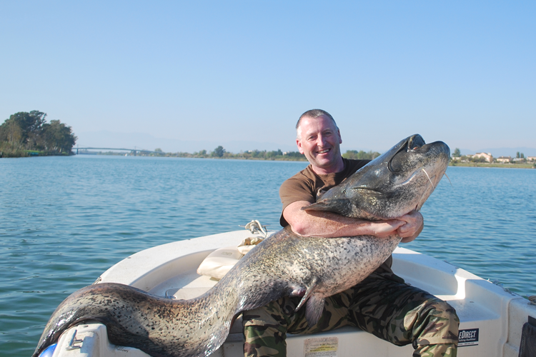 Wels Catfish, Species Spotlight