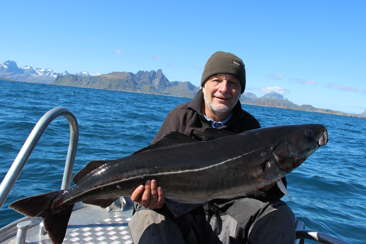 Monster coalfish catch and release in Norway