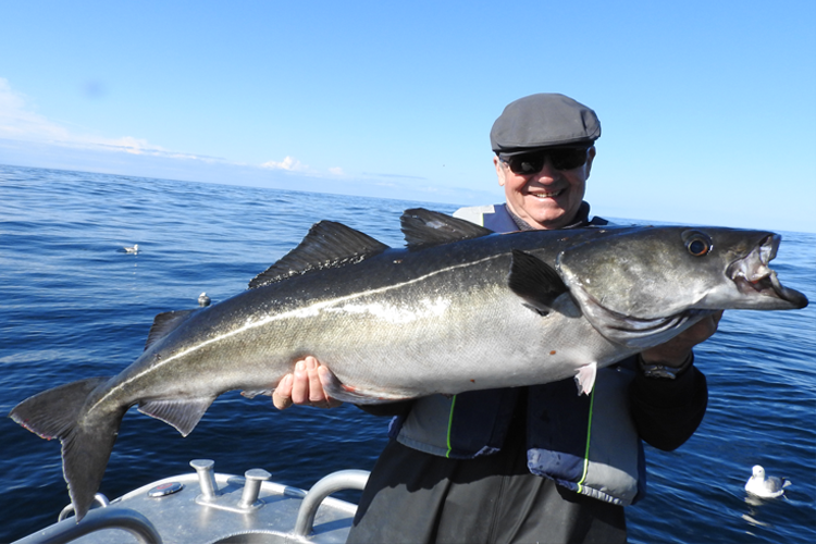 large coalfish before release