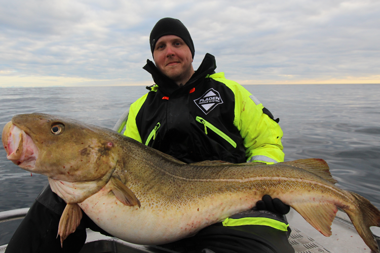 Large cod before catch and release