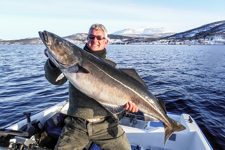 huge powerful coalfish in norway