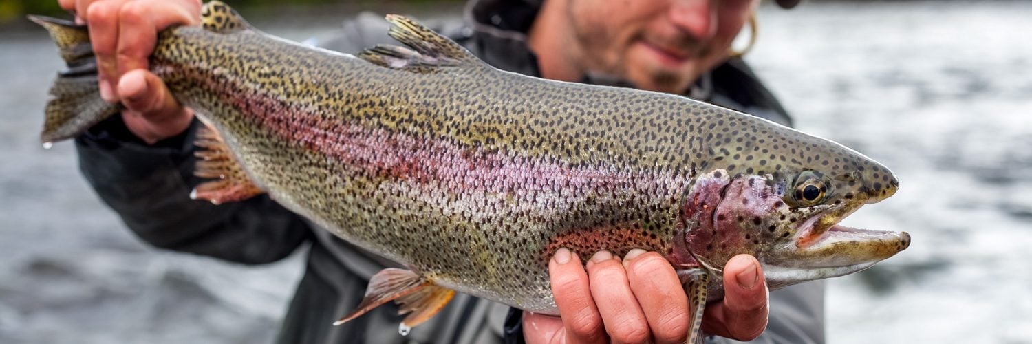 Rainbow Trout Fishing, Freshwater Fly