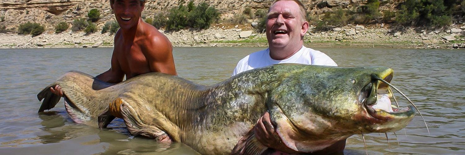 Wels Catfish Fishing, Ebro River Spain