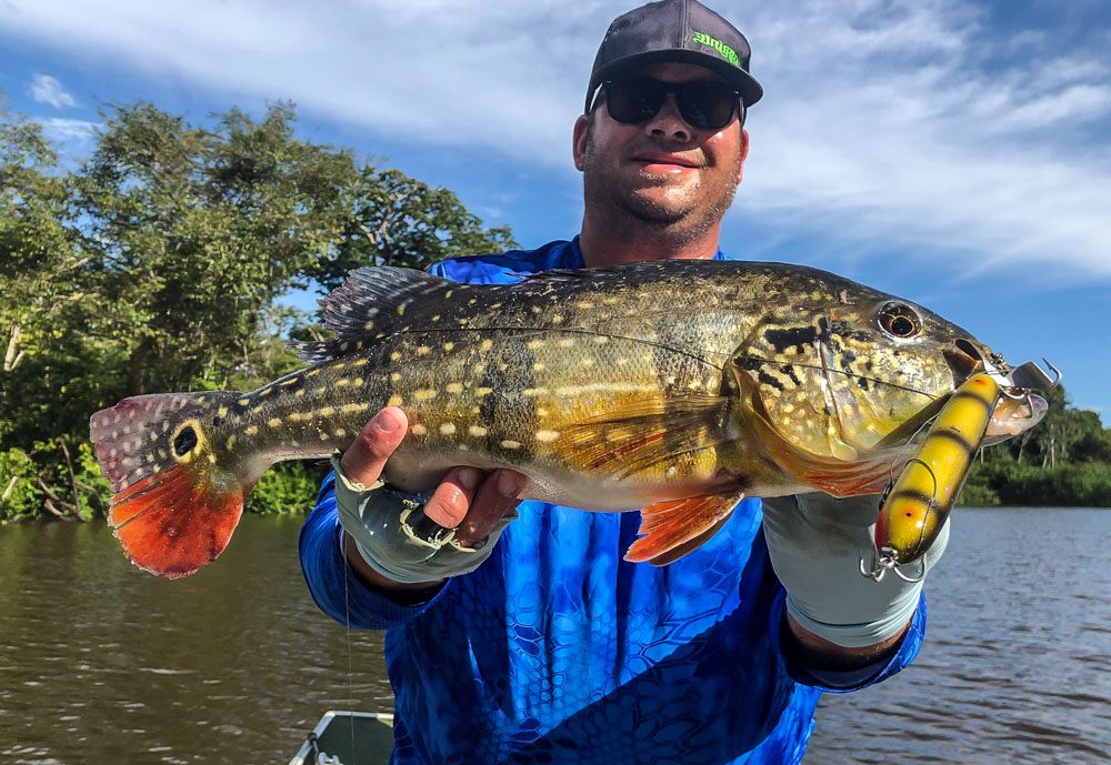 Peacock Bass Fishing, Freshwater Fly