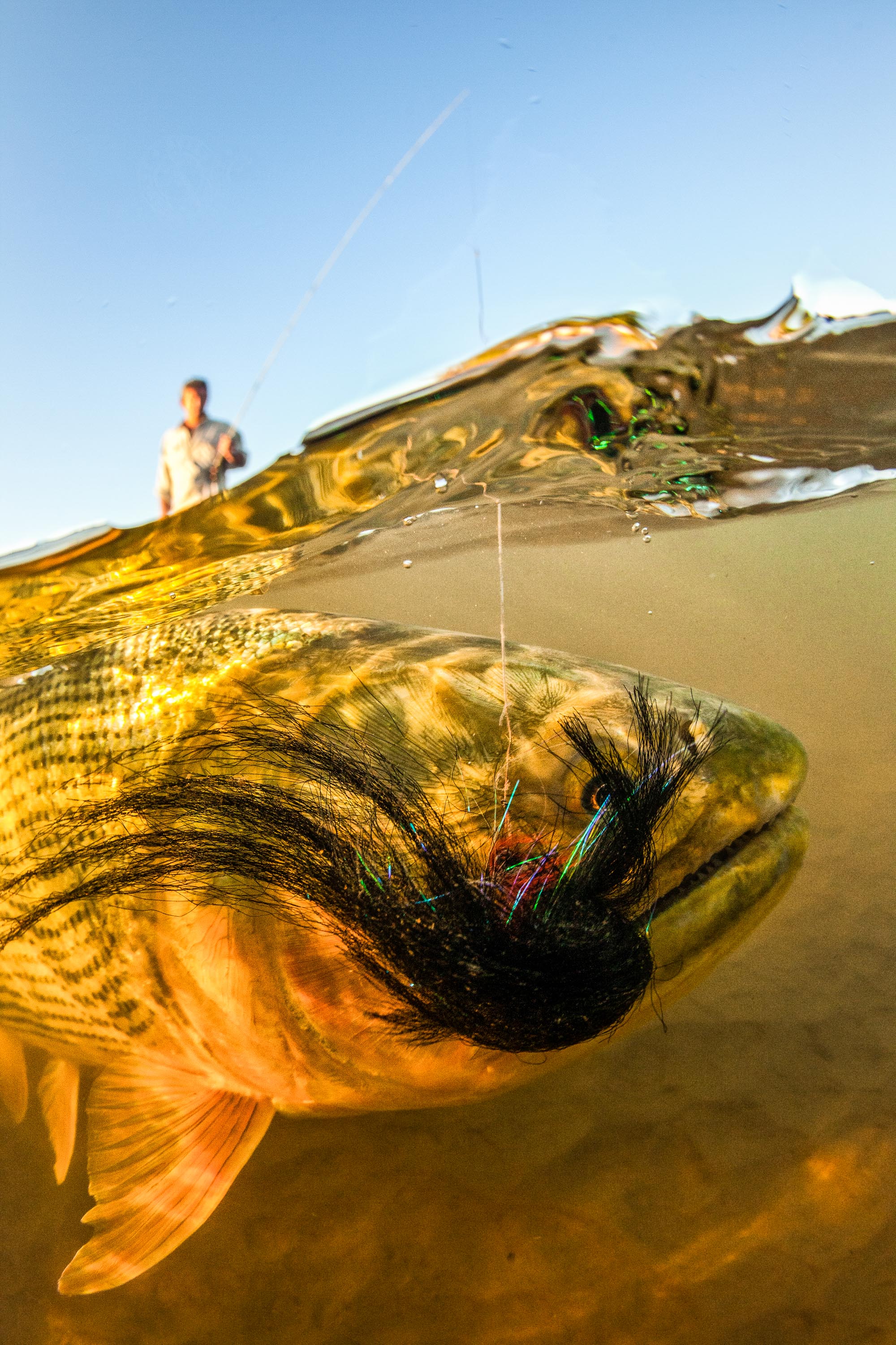 Gold Dorado Overcast Fishing Shirt 