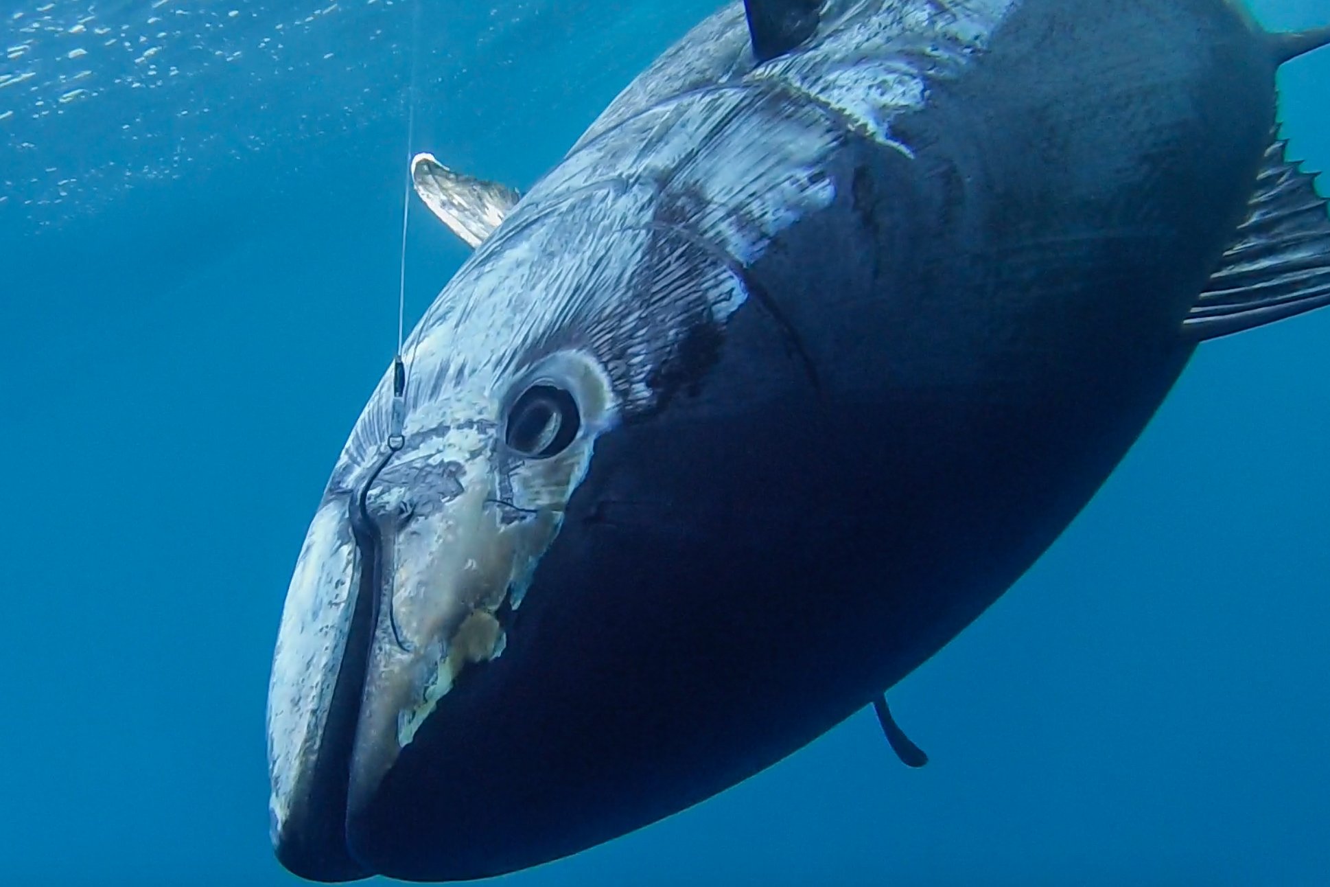 Popper Fishing for Bluefin Tuna // Into the Depths Sportfishing 