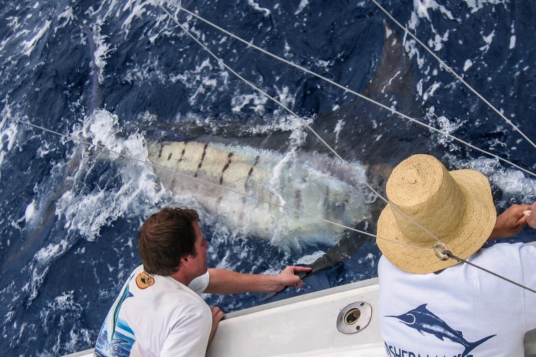 Blue Marlin Big Game Fishing Madeira