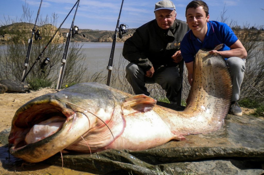 River Ebro, Catfish Fishing Holidays