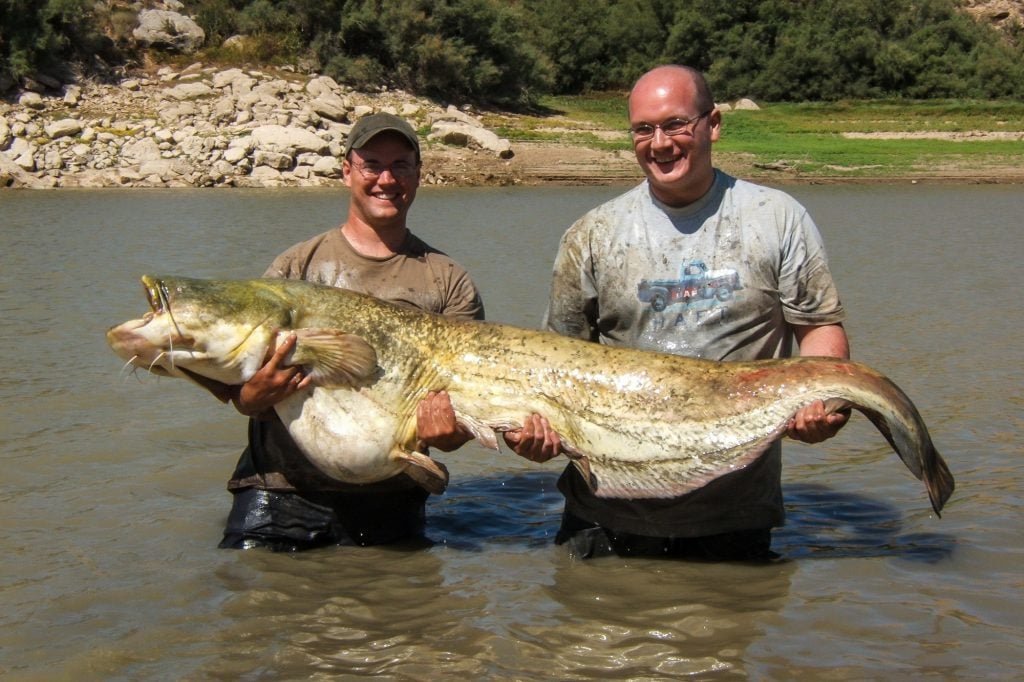 River Ebro, Catfish Fishing Holidays