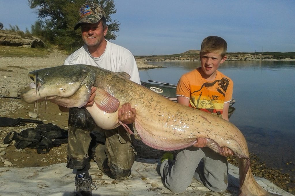 Catfishing Holidays River Ebro Spain