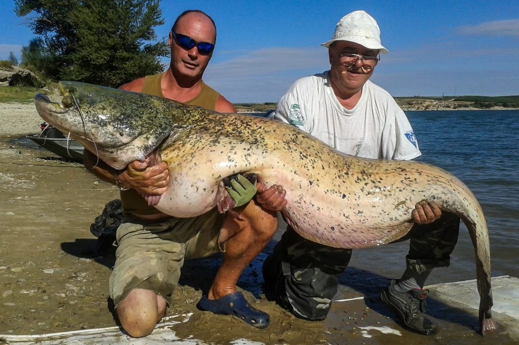 Catfishing Holidays River Ebro Spain