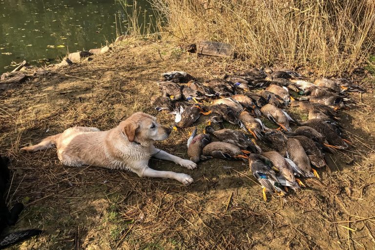 Pheasant Shooting in Hungary