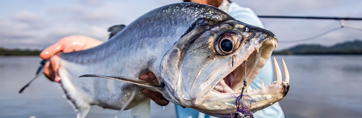 Payara Fishing, The Vampire Fish, Freshwater Fly