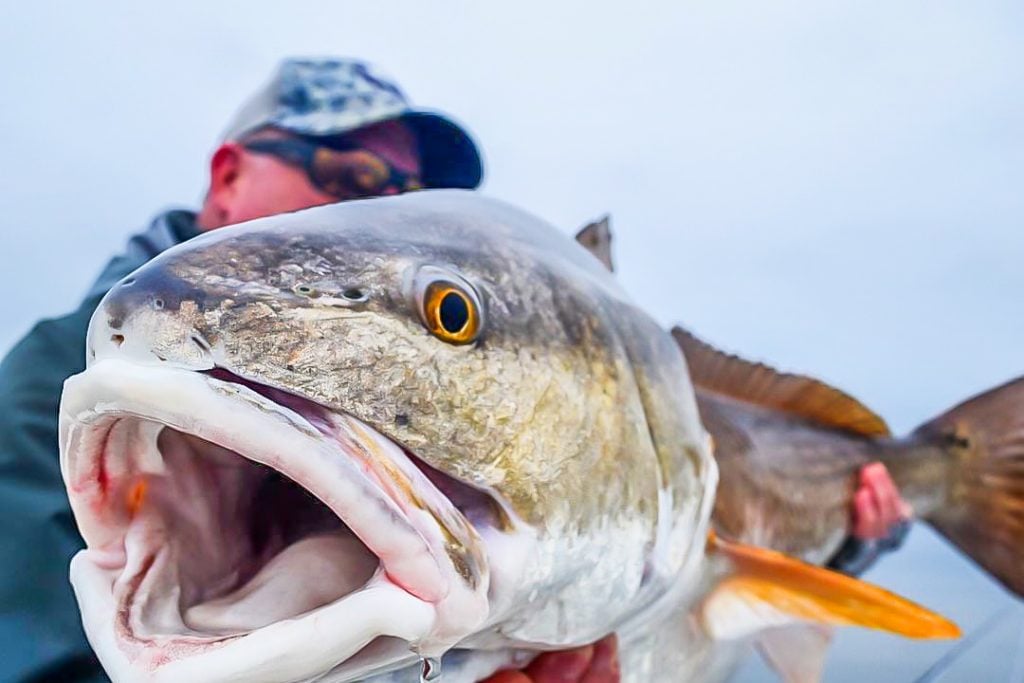 Fly Fishing For Redfish, Red Drum, Louisiana