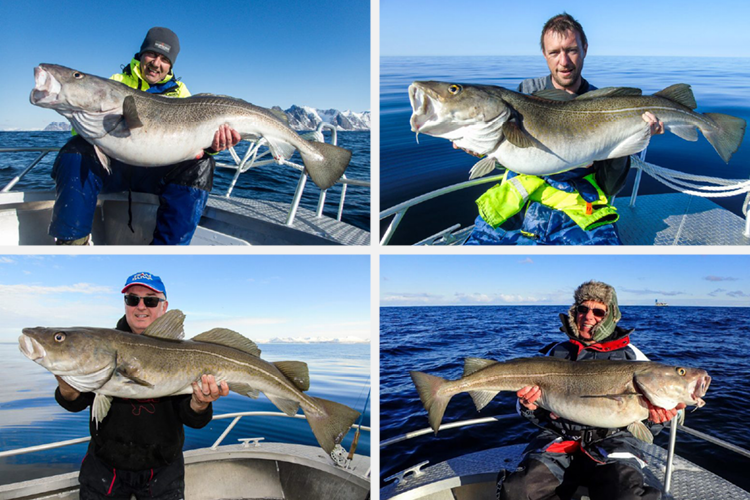 Mefjord Skrei Cod Fishing, Norwayv