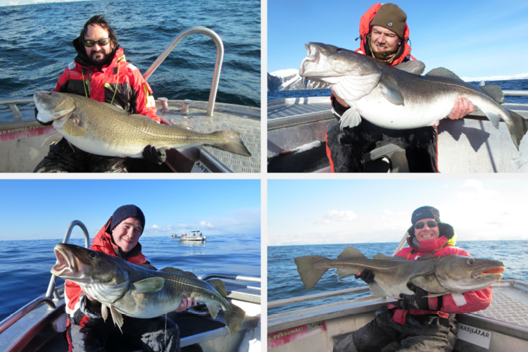 Nappstraumen Skrei Cod Fishing, Norway