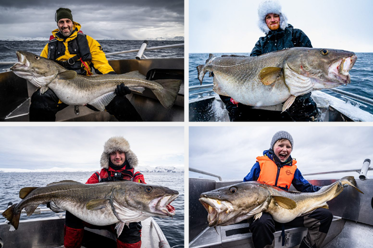 Soroya Skrei Cod Fishing, Norway