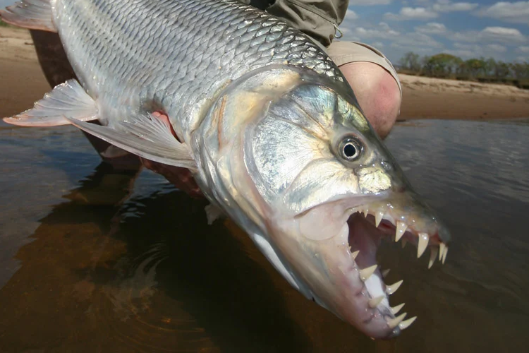 https://www.sportquestholidays.com/wp-content/uploads/2021/12/Tigerfish-teeth.png