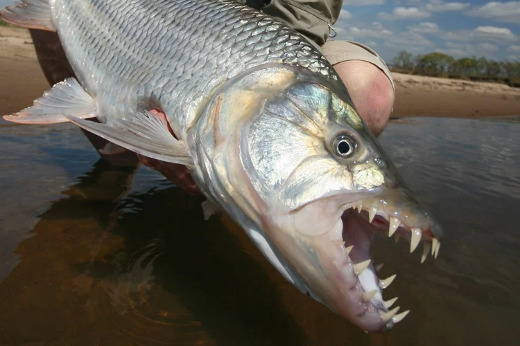 Species Spotlight: Tigerfish