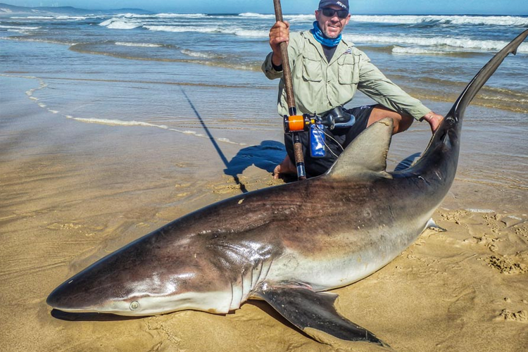 Shore fishing for Bronze Whaler Shark - Bushguide 101