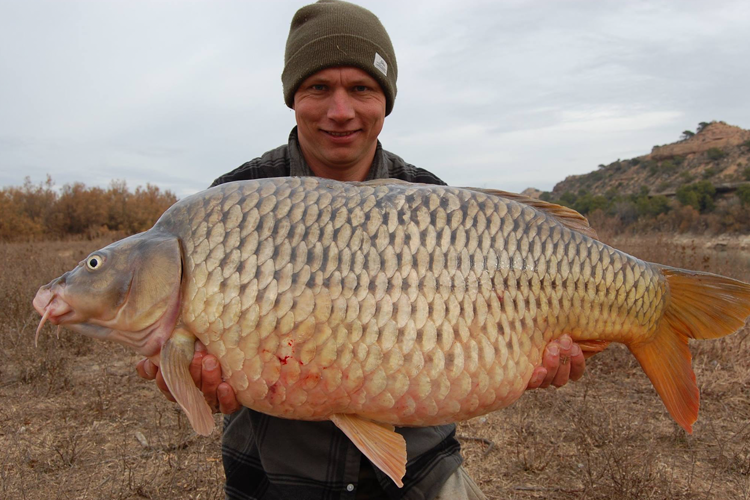 Common carp