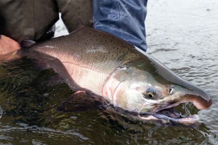 strip set fly fishing