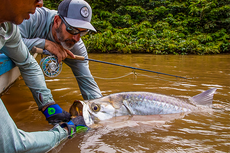 Tarpon in water