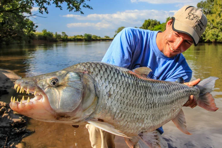 Tigerfish