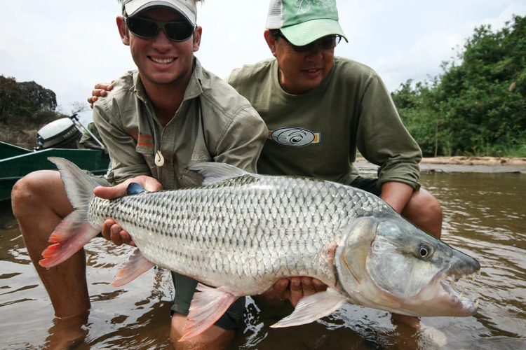 tigerfish